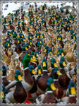 Mallards Framed Poster, Multi-Color