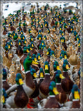 Mallards Framed Poster, Multi-Color