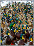 Mallards Framed Poster, Multi-Color