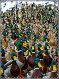 Mallards Framed Poster, Multi-Color
