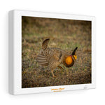 Chicken Dance - Canvas Gallery Wraps