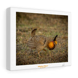 Chicken Dance - Canvas Gallery Wraps