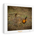 Chicken Dance - Canvas Gallery Wraps